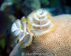 Pretty as a daisy... Christmas tree worms are a favorite! by Lisa Hinderlider 